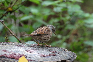 A closeup of a Wren bird in the forest during Autumn time. This wild bird had landed on a tree trunk to eat some seeds left by tourists.