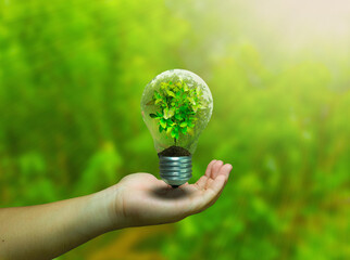 green energy one hand hold bulb light with tree inside
