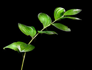 Varigated Solomon's seal leaves; Polygonatum odoratum 'Variegatum'