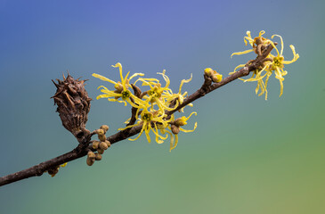 Witch hazel (Hamamelis virginiana) flowers and buds, with one spiny witch hazel bud gall--a growth caused by the witch wazel bud gall aphid, Hamamelistes spinosus. In autumn in central Virginia.