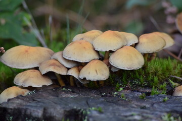 mushroom in the forest