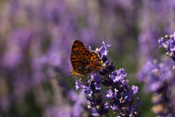 Beautiful butterfly in lavender field on summer day, closeup