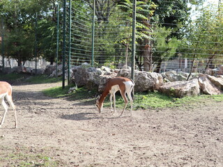 gazelle on sand eating, gazelle dama