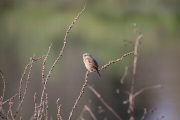 Beautiful perched small bird