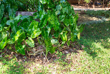 Syngonium plant podophyllum commonly known as arrow tip, arrow head. Harrowhead.
