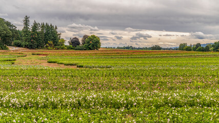 Fototapeta na wymiar Flower fields in Oregon
