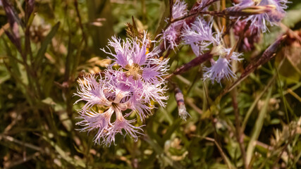 Dianthus superbus, Large Pink, at the famous Hoher Kasten summit, Bruelisau, Appenzell, Alpstein, Switzerland