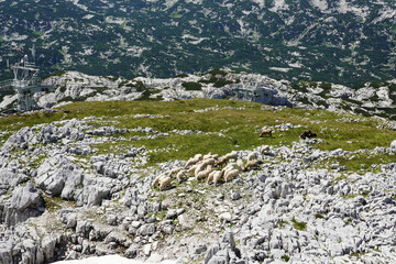 Fototapeta na wymiar Sheeps in mountains in Austria, Salzkammergut region Krippenstein mountain 