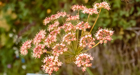 Laserpitium latifolium, broad-leaved sermountain, at the famous Hoher Kasten summit, Bruelisau, Appenzell, Alpstein, Switzerland