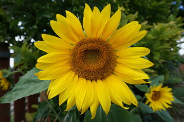 pretty yellow sunflower standing in a green garden in the summer