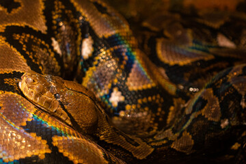  reticulated python in water