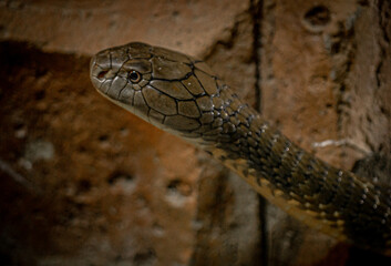 King cobra head