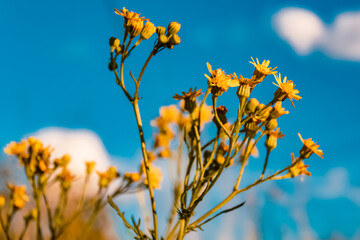 Jacobaea erucifolia, hoary ragwort, at the famous Hoher Kasten summit, Bruelisau, Appenzell, Alpstein, Switzerland