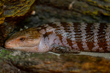 Northern Blue-Tongued Skink