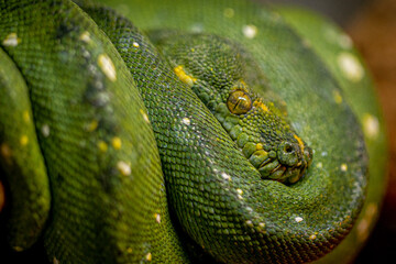Green Phyton on a tree