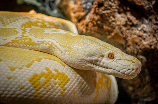 Yellow Python Portrait