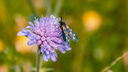 Zygaena transalpina, southern six spot burnet, at the famous Hoher Kasten summit, Bruelisau, Appenzell, Switzerland