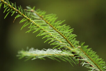 close up of needles