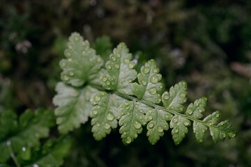 Macro photo of a green fern with drops on the leaves after rain on a blurred background, selective focus