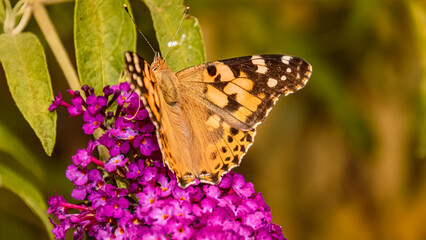 Vanessa cardui, cosmopolitan butterfly, near Bad Griesbach, Bavaria, Germany