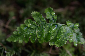 Macro photo of a green fern with drops on the leaves after rain on a blurred background, selective focus