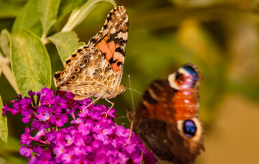 Vanessa cardui, cosmopolitan butterfly, near Bad Griesbach, Bavaria, Germany