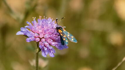 Zygaena transalpina, southern six spot burnet, at the famous Hoher Kasten summit, Bruelisau, Appenzell, Switzerland