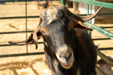 cabras de raza payoya