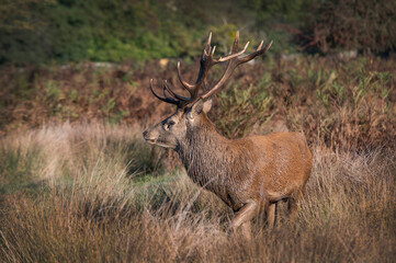 Naklejka na ściany i meble Red deer stag has picked up a female scent