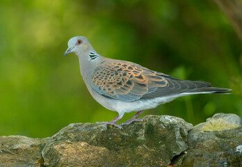 Turtle Dove in to the forest