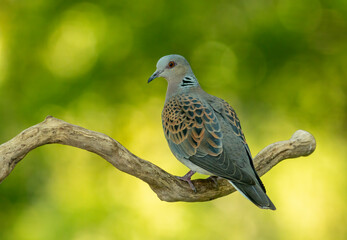 Turtle Dove in to the forest