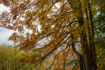 Forest foliage in the autumn, beech tree, Piemonte, Biella, Italy