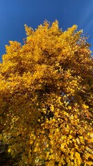 Herbst Baum 3