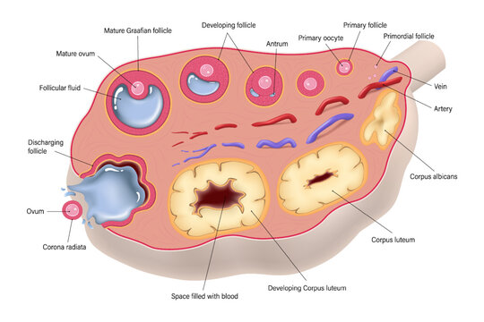 Ovulation. Ovarian cycle. Egg cell development. Ovary structure. Menstrual cycle.