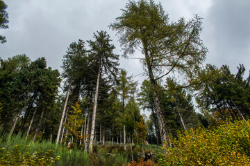 Pine forest autumn foliage in the autumn, pines trees landscape, Piemonte, Biella, Italy