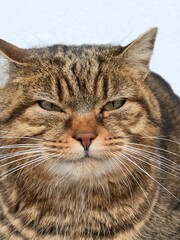 Tabby cute cat looking at camera.