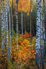 autumn in the forest