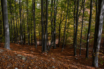 Forest foliage in the autumn, beeches trees landscape, Piemonte, Biella, Italy