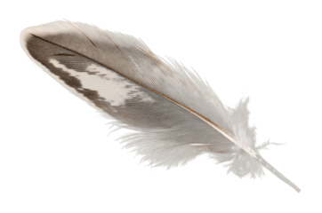 Black bird feather isolated on white background