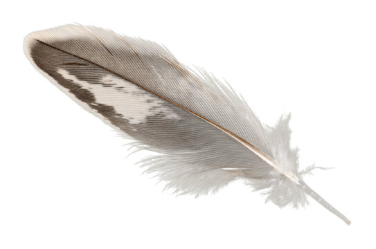 Fototapeta Black bird feather isolated on white background