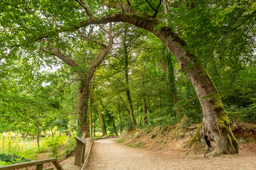 arbre girafe dans le bois de penfoulic bretagne