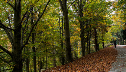 Nordic walking people in the nature, forest foliage in autumn