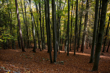 Forest foliage in the autumn, beeches trees landscape, Piemonte, Biella, Italy