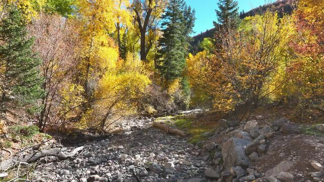 Aerial dry river bed autumn leaves. Beautiful season Autumn fall colors in Maple, Oak and Pine mountain forest. Central Utah. Canyon valley and trails. Travel destination. Golden yellow, golden.