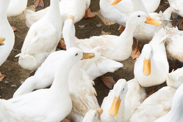 Obraz premium large group of white ducks.