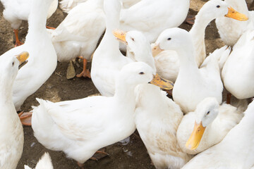 large group of white ducks.
