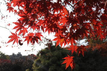 Autumn Season Maple Leaf Picture