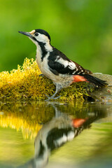 Syrian Woodpecker (Dendrocopos syriacus) in forest
