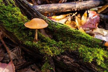 Fototapeta premium Mycena Tricholomataceae. Low depth of field. Morning light. Macro photo. Moss on the stump. Forest in autumn. Poisonous toadstool mushrooms.