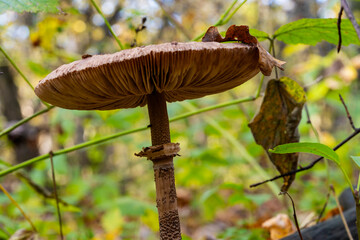 Lepiota castanea. Low depth of field. Morning light. Macro photo. Forest in autumn. Poisonous toadstool mushrooms.